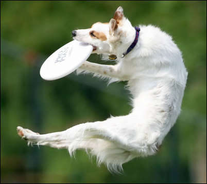 Dog Frisbee (Hyperflite Competition Standard) + Training DVD