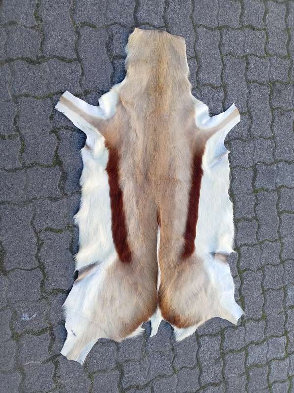 Genuine Springbok Skin / Hide