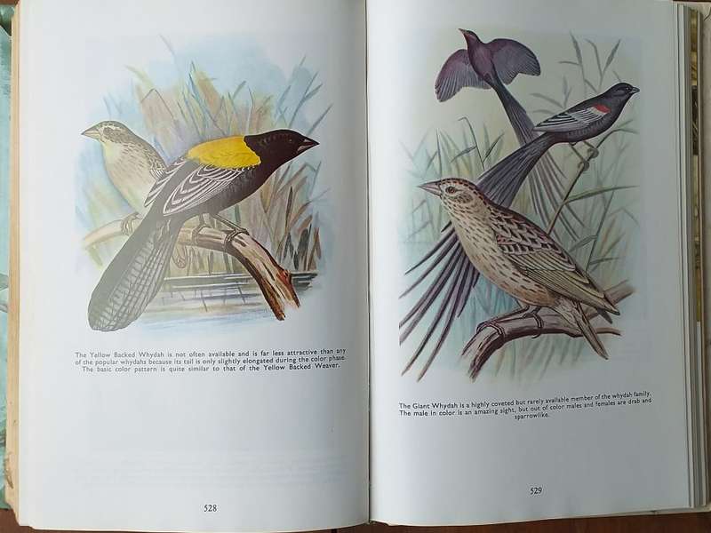 FINCHES AND SOFT-BILLED BIRDS - 735 PAGES