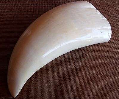 WOW ! A GOOD LOOKING WHALES TOOTH - GREAT CONDITION - LOOKS LIKE IVORY