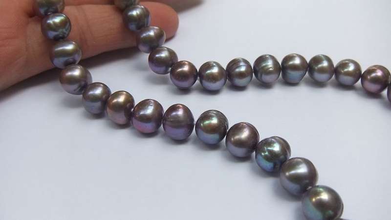 WOW !! A GORGEOUS STRING OF LARGE GENUINE FRESHWATER PEARLS WITH A 9CT GOLD CLASP !! HIGH VALUE !!