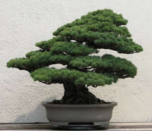 Japanese Alder bonsai VALENTINE SPECIAL