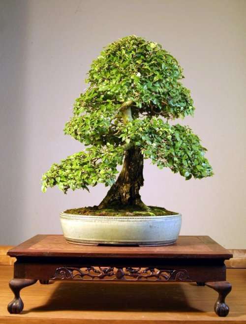 American Elm