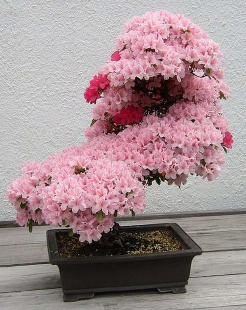 CHERRY BLOSSOM TREE