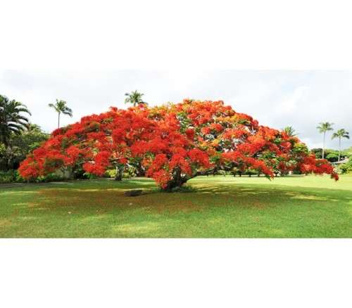 Delonix Regia Living Growing Tree