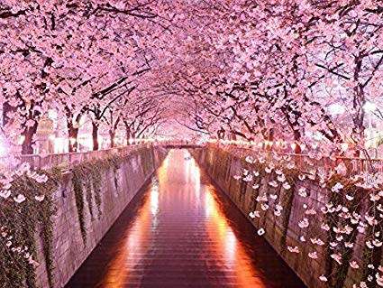 CHERRY BLOSSOM TREE