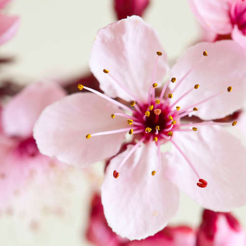 CHERRY BLOSSOM BONSAI