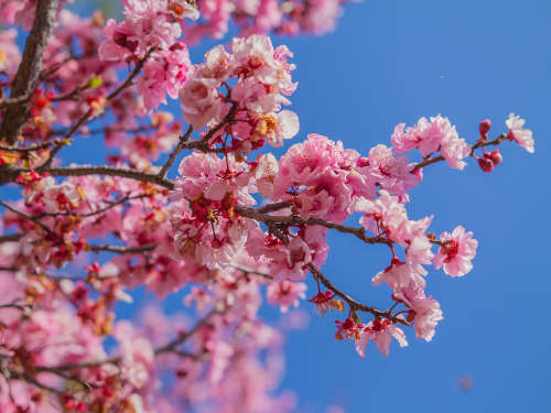 CHERRY BLOSSOM TREE