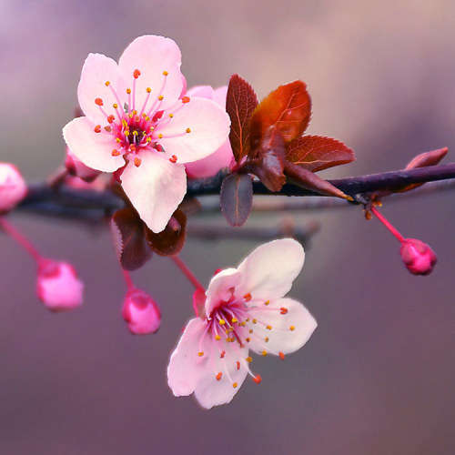 CHERRY BLOSSOM TREE