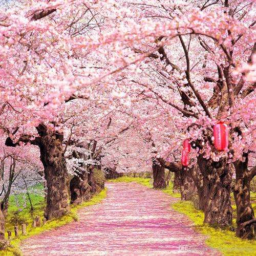 CHERRY BLOSSOM TREE