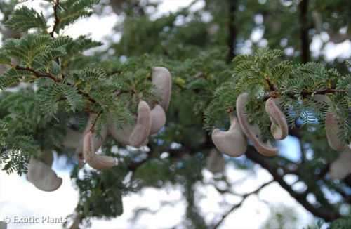 Camel Thorn Tree Bonsai