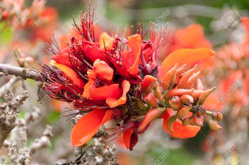 Coral Tree Bonsai