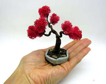 Delonix Regia Tree Bonsai