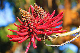 Coral Tree Bonsai