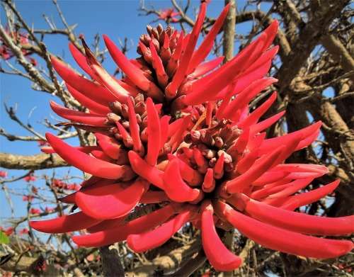 Coral Tree Bonsai