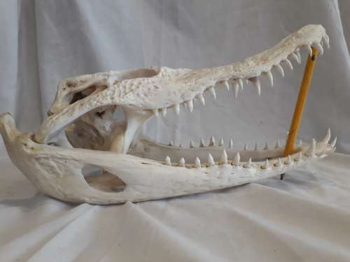 Genuine Crocodile Skull