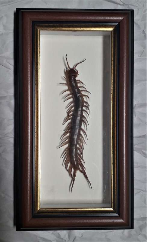 FRAMED CENTIPEDE