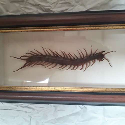 FRAMED CENTIPEDE