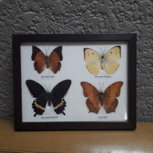 FRAMED 4 BUTTERFLIES