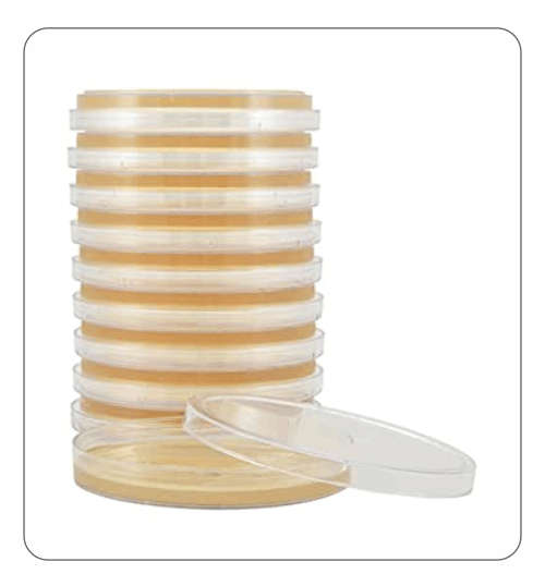 Nutrient Plate (MEA, petri dish) for mushroom cultivation