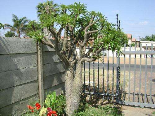 Pachypodium namaquanum ( Halfmens)  - huge and beautiful