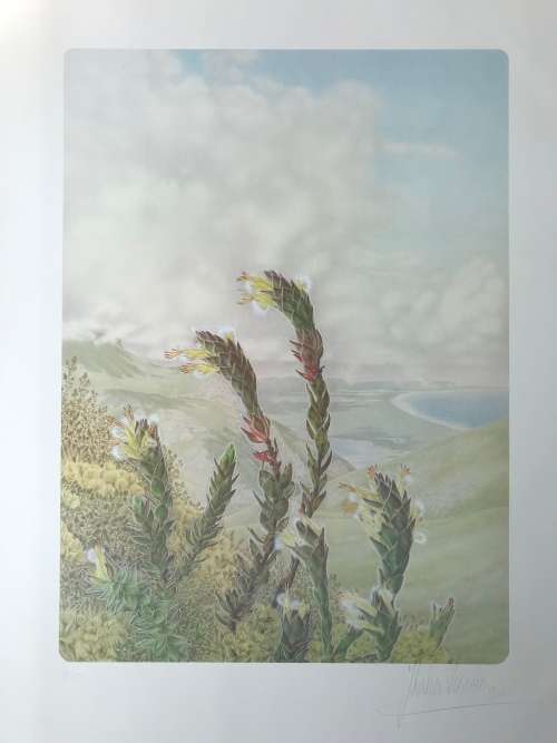 Thalia Lincoln - Mimetes: THE ENTIRE PROTFOLIO consisting of 14 signed illustrations
