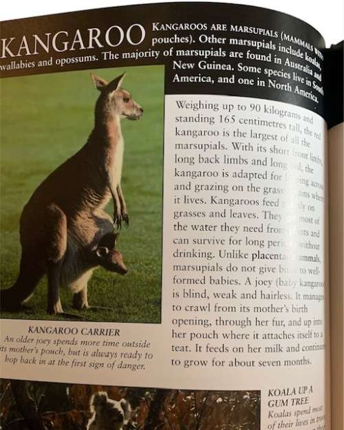 THE INSIDE & OUT GUIDE TO ANIMALS - BOOKS - ANIMALS