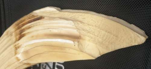 Hippo Teeth