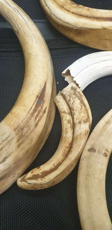 8 x Warthog Tusks