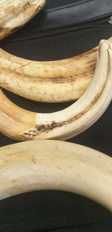 8 x Warthog Tusks