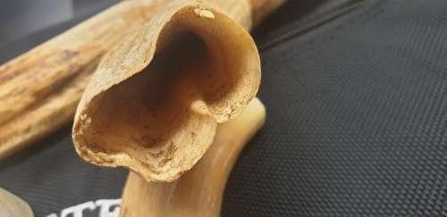 8 x Warthog Tusks
