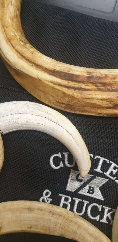 8 x Warthog Tusks