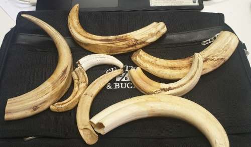 8 x Warthog Tusks