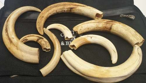 8 x Warthog Tusks