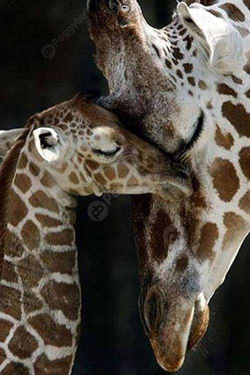5D DIY FULL DRILL DIAMOND PAINTING BY NUMBER - MOMMY AND BABY GIRAFFE