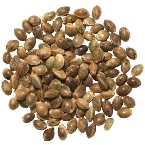 Hybrid Cannabis Seeds (pack of 10)