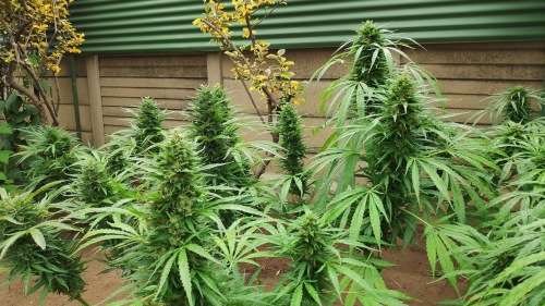 Hybrid Cannabis Seeds (pack of 10)