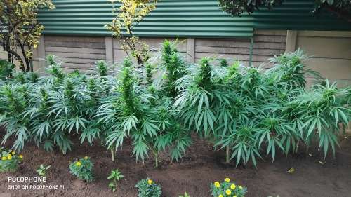 Hybrid Cannabis Seeds (pack of 10)
