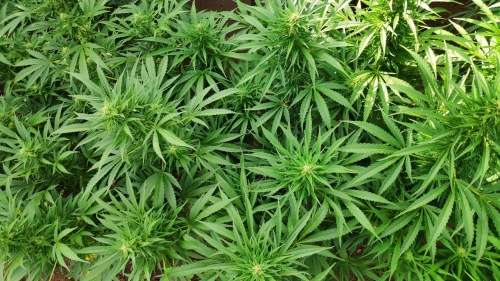 Hybrid Cannabis Seeds (pack of 10)