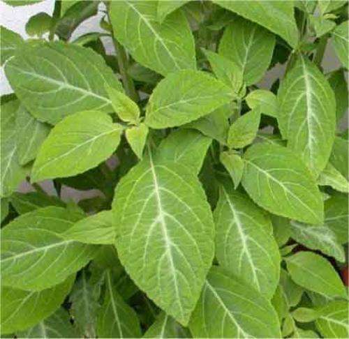 Rooted Salvia Divinorum plants! Legal Natural Stimulant.