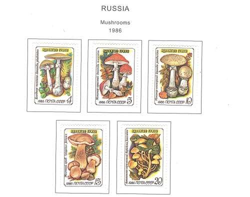 Russian (USSR) variety