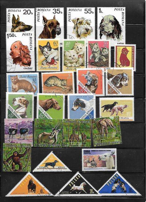 Animal Thematics
