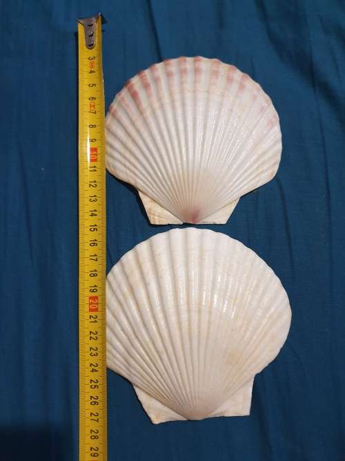 Shells
