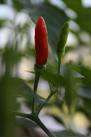 MALAGA BIRDS EYE   -EXTREME  HOT CHILLI - 20 SEEDS