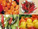CAPSICUM VARIETY PACK