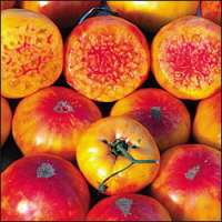 Tomato Heirloom - Hillbilly - 12 Seeds