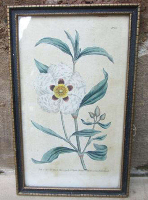 ANTIQUE, HAND COLOURED BOTANICAL PRINT, FRAMED BEHIND GLASS