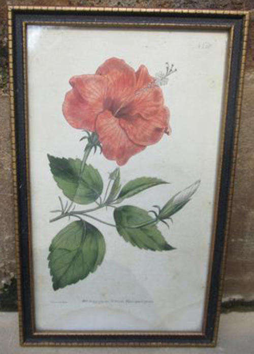 ANTIQUE, HAND COLOURED BOTANICAL PRINT, FRAMED BEHIND GLASS