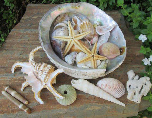 SELECTION OF SEA SHELLS, SEA URCHINS, STAR FISH AND OTHERS