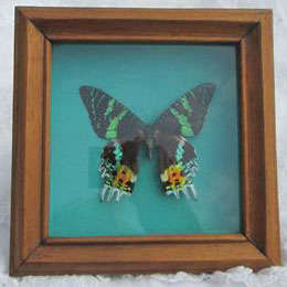 LARGE AND BEAUTIFUL BUTTERFLY PRESERVED BEHIND GLASS IN A SILK ??  LINED BOX FRAME